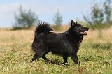 SCHIPPERKE 015